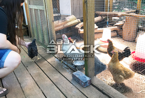Chicken29H